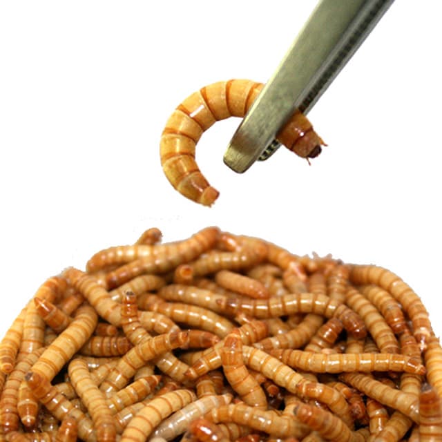 주식회사 밀웜나라 살아있는 밀웜 반려동물 먹이 극소 100+100, 밀웜,1cm, 100+100마리