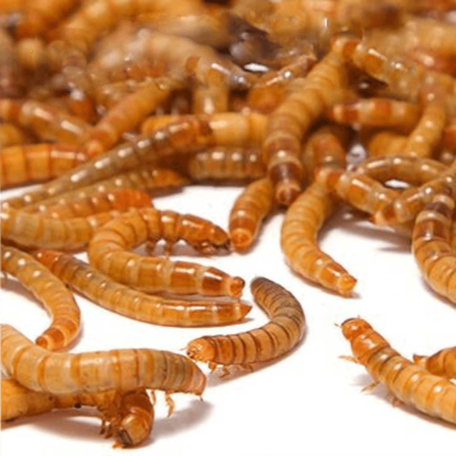 밀웜씨티 밀웜씨티 살아있는 밀웜 대, 2~3cm, 200마리