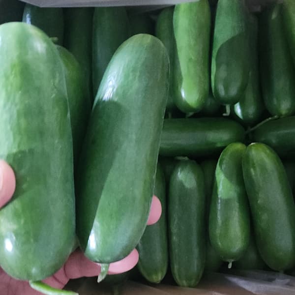 제이피유통 또드림마켓 미니오이, 1kg, 1박스